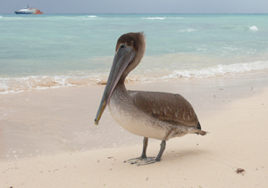 pelican mexico